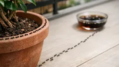 鉢植えにアリが列を作る原因と、コーラで動線をずらす簡単対策